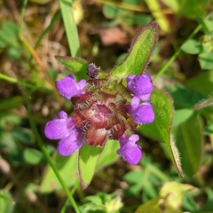 Prunella vulgaris