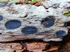 Biscogniauxia bartholomaei