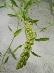 Amaranthus arenicola
