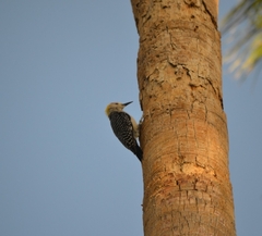 Melanerpes aurifrons