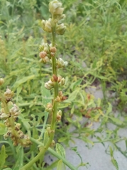 Amaranthus arenicola
