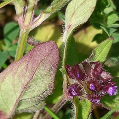 Prunella vulgaris
