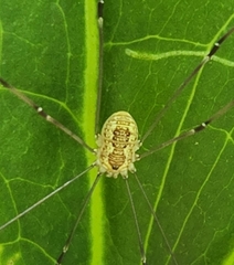 Leiobunum aldrichi