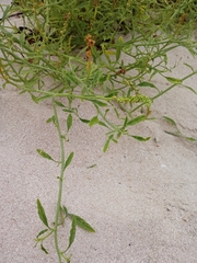 Amaranthus arenicola