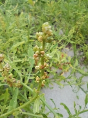 Amaranthus arenicola