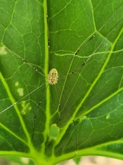 Leiobunum aldrichi