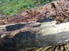 Biscogniauxia bartholomaei