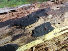 Biscogniauxia bartholomaei