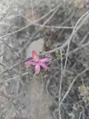 Krameria cistoidea