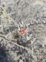 Krameria cistoidea