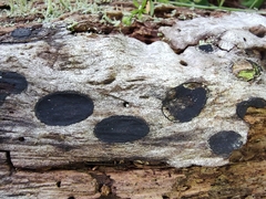 Biscogniauxia bartholomaei