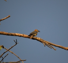 Melanerpes aurifrons
