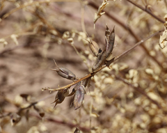 Astragalus lentiginosus wilsonii