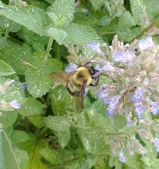 Bombus bimaculatus