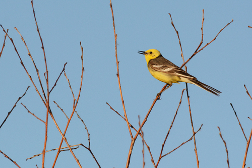 Lavandera cetrina (Motacilla citreola)