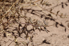 Astragalus lentiginosus wilsonii