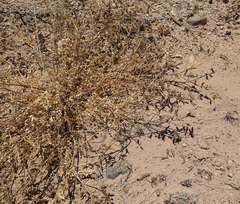 Astragalus lentiginosus wilsonii
