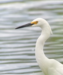 Egretta thula