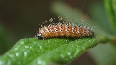 Stangeia siceliota