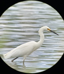 Egretta thula