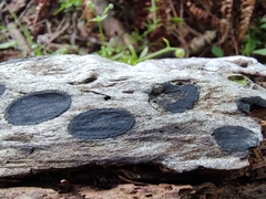 Biscogniauxia bartholomaei