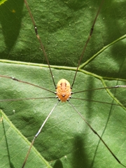 Leiobunum aldrichi