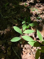 Uvularia sessilifolia