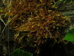 Hypnum cupressiforme lacunosum