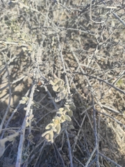 Krameria cistoidea
