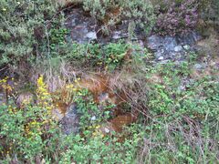 Hypnum cupressiforme lacunosum