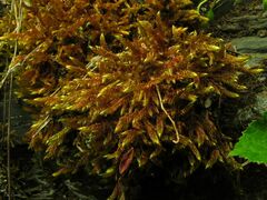 Hypnum cupressiforme lacunosum