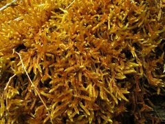 Hypnum cupressiforme lacunosum