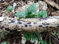 Biscogniauxia bartholomaei