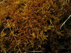 Hypnum cupressiforme lacunosum