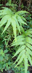 Pteris cretica
