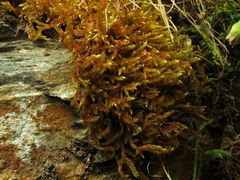 Hypnum cupressiforme lacunosum