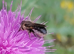 Osmia