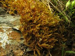 Hypnum cupressiforme lacunosum