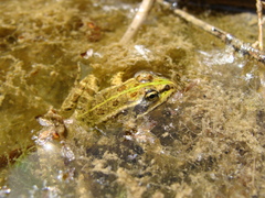 Pelophylax kurtmuelleri