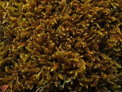 Hypnum cupressiforme lacunosum