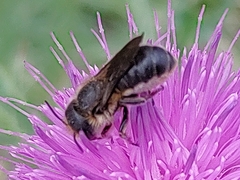 Osmia