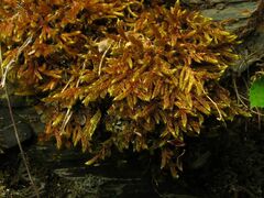 Hypnum cupressiforme lacunosum