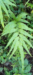 Pteris cretica