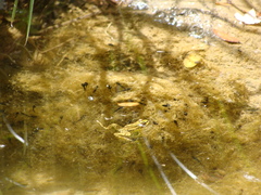 Pelophylax kurtmuelleri