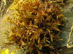 Hypnum cupressiforme lacunosum