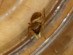 Heliophanus tribulosus