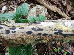 Biscogniauxia bartholomaei