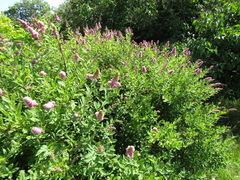 Spiraea × billardii