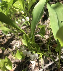 Convallaria pseudomajalis