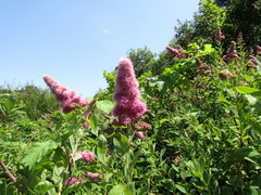 Spiraea × billardii